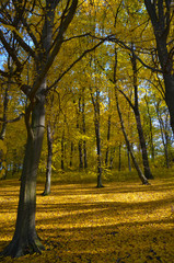 Fototapeta premium Fallen leaves in autumn forest