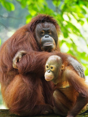 Borneo Orang Utan taking a rest at their playground