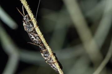 Macro insect on leaf