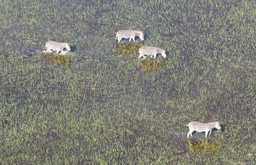 Wild African zebra in the Okavango delta - Botswana