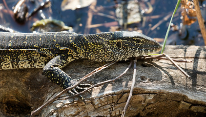 Portrait of wild Nile Monitor (Varanus niloticus)