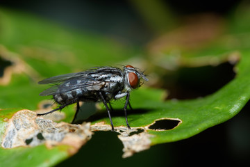 Macro flies on the leaf