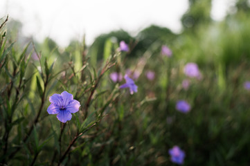 relaxation and enjoy colorful flowers