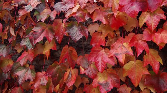 Red Fall Leaf Wall Background Panning Slow Motion