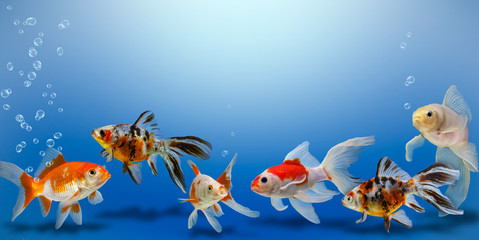 Obraz na płótnie Canvas Goldfish collage on blue background, different colorful carassius auratus in aquarium, banner with copy space