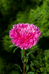 beautiful flower gentle lone pink aster on the street. vertical photo.