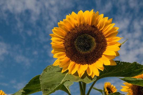 Sonnenblume mit blauen Himmel und Wolken als Hintergrund am sonnigen Tag