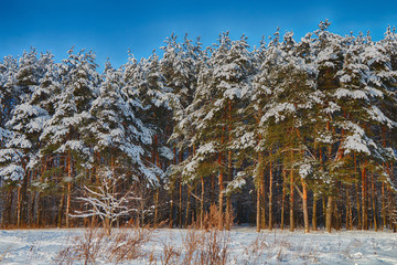 Pines in a winter snowy forest in clear sunny weather.