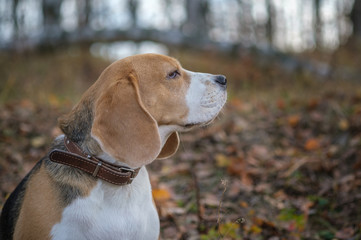 portrait of a Beagle dog in a yellow autumn Park