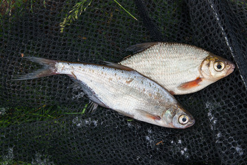 Several freshwater fish: white bream or silver fish and zope or the blue bream on black fishing net..