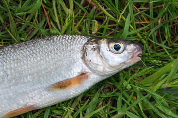 View of single freshwater common nase fish on green grass..