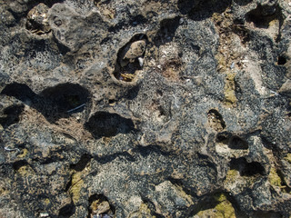 Crimean coquina. textured background. Closeup 