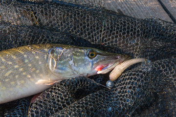 Close up view of big freshwater pike with jig bait in mouth lies on black fishing net..