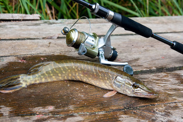 Freshwater pike and fishing equipment lies on wooden background..