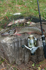 Freshwater pike fish lies on a wooden hemp and fishing rod with reel..