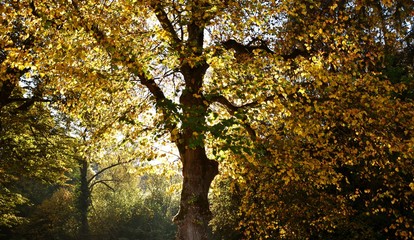 Autumn colored leaves and trees in the Park