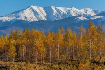 Forest of birch trees with golden autumn leaves. White birch trees with snowy mountains background.  Trees with yellow leaves in autumn. Autumn aspen tree forest in  Carpathian Mountains.