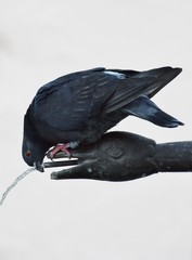 Close up of a thirsty Pigeon on a fountain