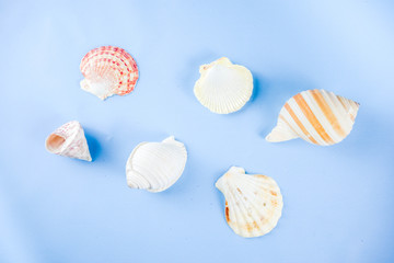 Summer seashells background