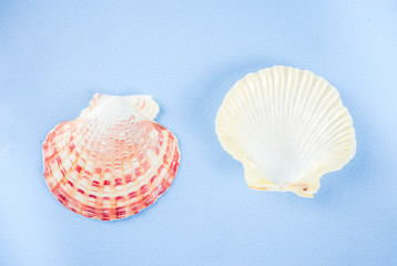 Summer seashells background