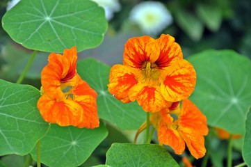 Obraz premium Close up of a beautiful orange flower of nasturtium (Tropaeolum) with green leafs