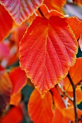Close up of a red Autumn leaf