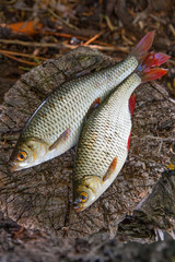 View of two common rudd fish on natural vintage wooden background..