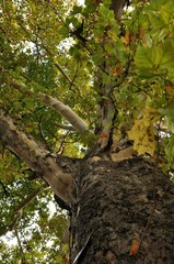 Fototapeta na wymiar Bottom view of an very big secular oak on autumn. Vertical