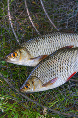 Close up view of two freshwater common rudd fish on black fishing net..