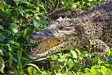 Cabeza de cocodrilo cubano. Ciénaga de Zapata.