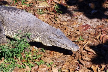 Cocodrilo cubano. Ciénaga de Zapata.