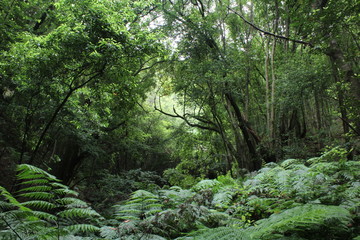 bosque húmedo