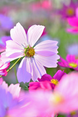 Obraz premium 秋の花 コスモス