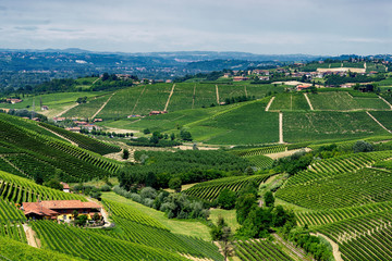 Vineyards near Barbaresco, Cuneo, in Langhe