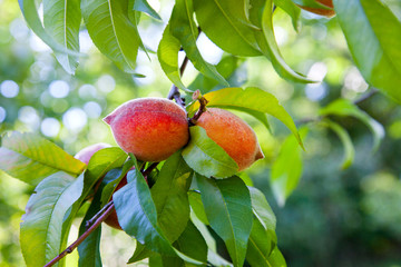 Ripe juicy peaches on a tree branch on sunny summer day.