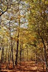 Fototapeta premium Landscape with Autumn colored beech trees in the sunlight