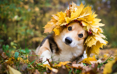 A dog of the Welsh Corgi breed Pembroke on a walk in the autumn forest. A dog in a wreath of autumn...
