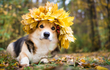 A dog of the Welsh Corgi breed Pembroke on a walk in the autumn forest. A dog in a wreath of autumn leaves.