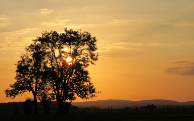 Fototapeta na wymiar Sunset Tree