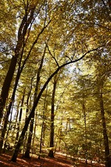 Landscape with Autumn colored beech trees in the sunlight