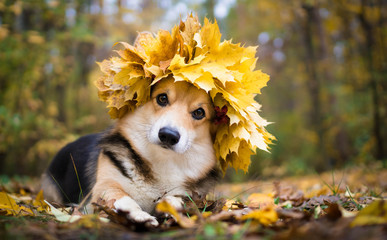 A dog of the Welsh Corgi breed Pembroke on a walk in the autumn forest. A dog in a wreath of autumn leaves. - obrazy, fototapety, plakaty