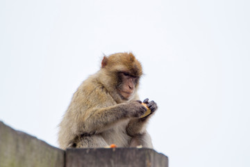 Barbary macaque on Gibraltar