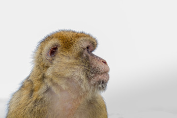 Barbary macaque on Gibraltar