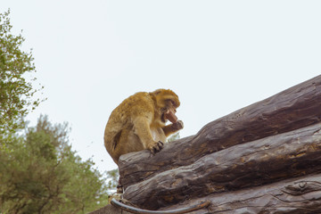 Barbary macaque on Gibraltar