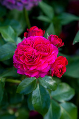 Beautiful red rose bush growing in the garden.