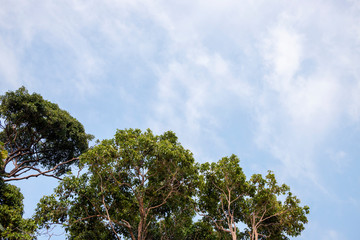 Obraz premium Green trees on blue sky background. Tree branch with green leaf photo. Summer nature environment. Summer park landscape.