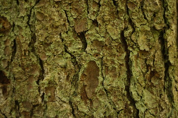 tree bark2