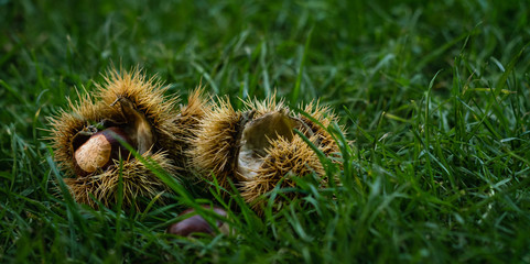 Esskastanien, Maronen mit Hülle im Gras