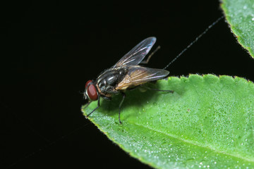 Macro flies on the leaf