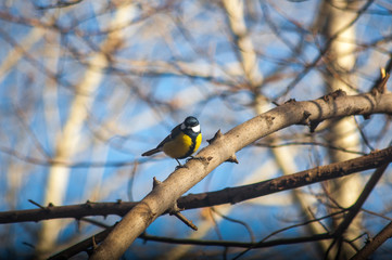 Naklejka premium Синица